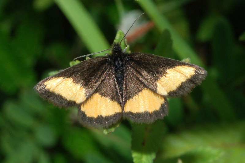 Geometridae : Psodos quadrifaria